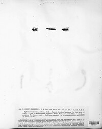 Claviceps purpurea image
